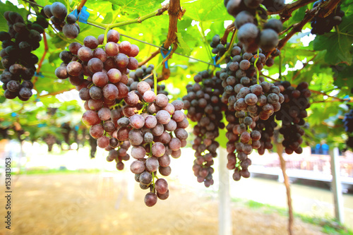 Photos Non-toxic fresh red grape in the garden