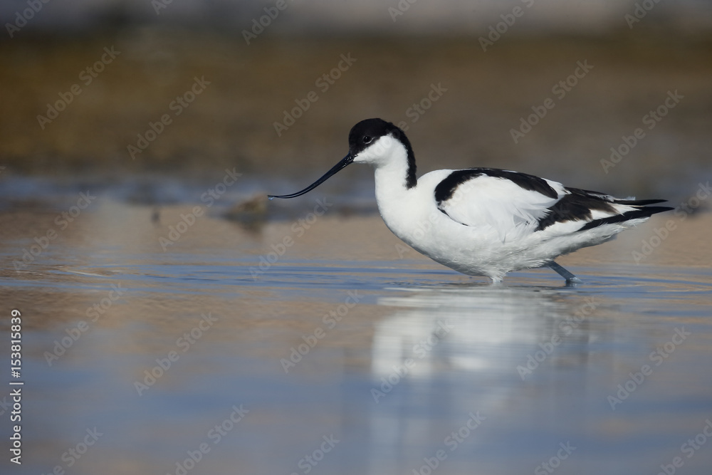 Avocet, Recurvirostra avosetta Avocet, Recurvirostra avosetta