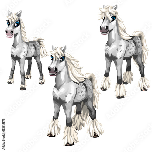 Stages of growing gray horse with a white mane
