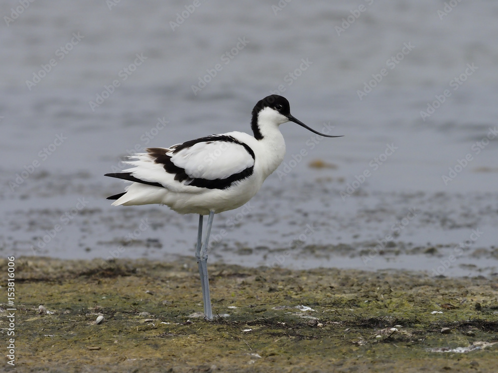 Obraz premium Avocet, Recurvirostra avosetta