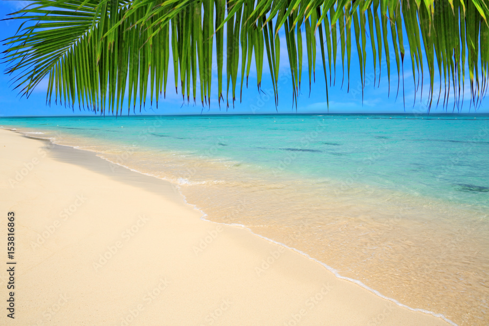 Caribbean island and Palm leaves .