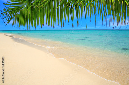 Caribbean island and Palm leaves .