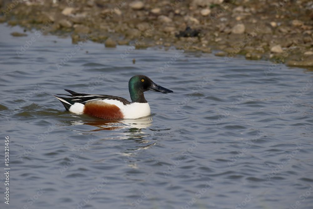 Obraz premium Northern shoveler, Anas clypeata