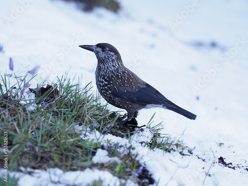 Spotted nutcracker, Nucifraga caryocatactes photo