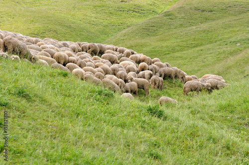 troupeau de moutons dans alpage de Savoie