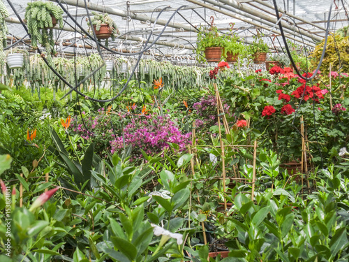 dense greenhouse scenery