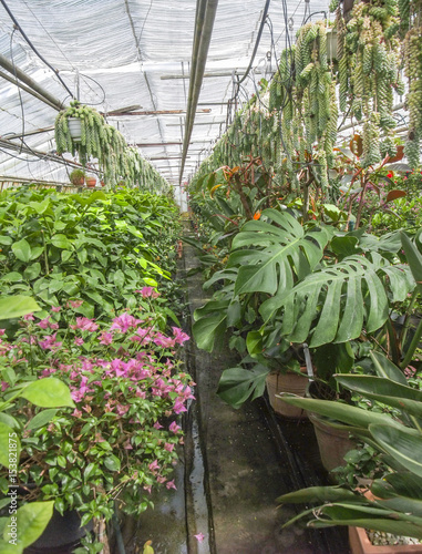 inside greenhouse scenery photo