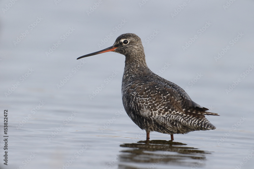 Spotted redshank, Tringa erythropus Spotted redshank, Tringa erythropus