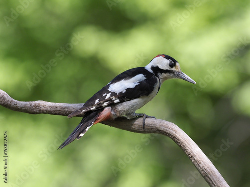 Syrian woodpecker, Dendrocopos syriacus