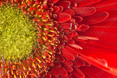 Fototapeta Naklejka Na Ścianę i Meble -  Rugiada su gerbera d'acqua