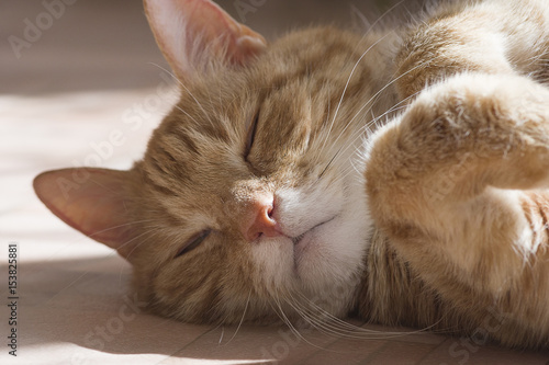 Wallpaper Mural Ginger and white tabby cat Torontodigital.ca