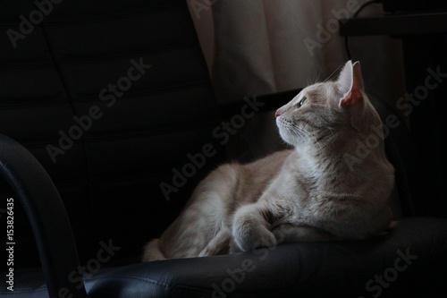 Очаровательный рыжий кот отдыхает в кресле  photo