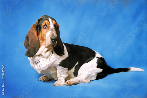 Basset Hound breed dog