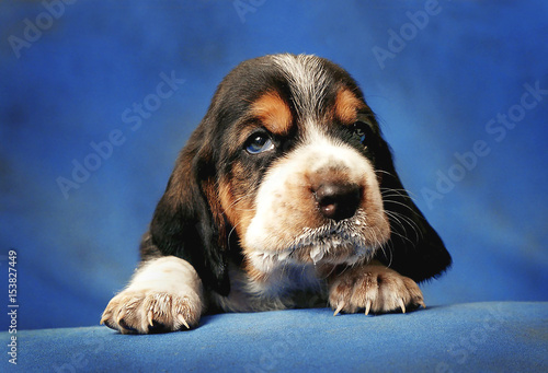 Pretty puppy with milk-stained mustache