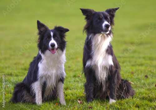 collie dogs 