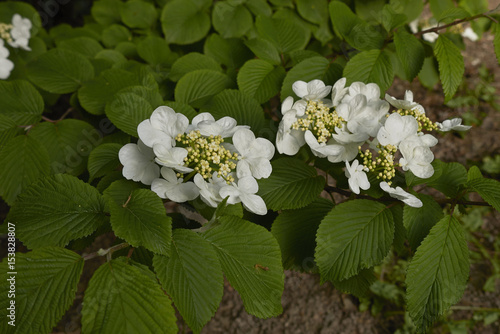 Viburnum plicatum photo