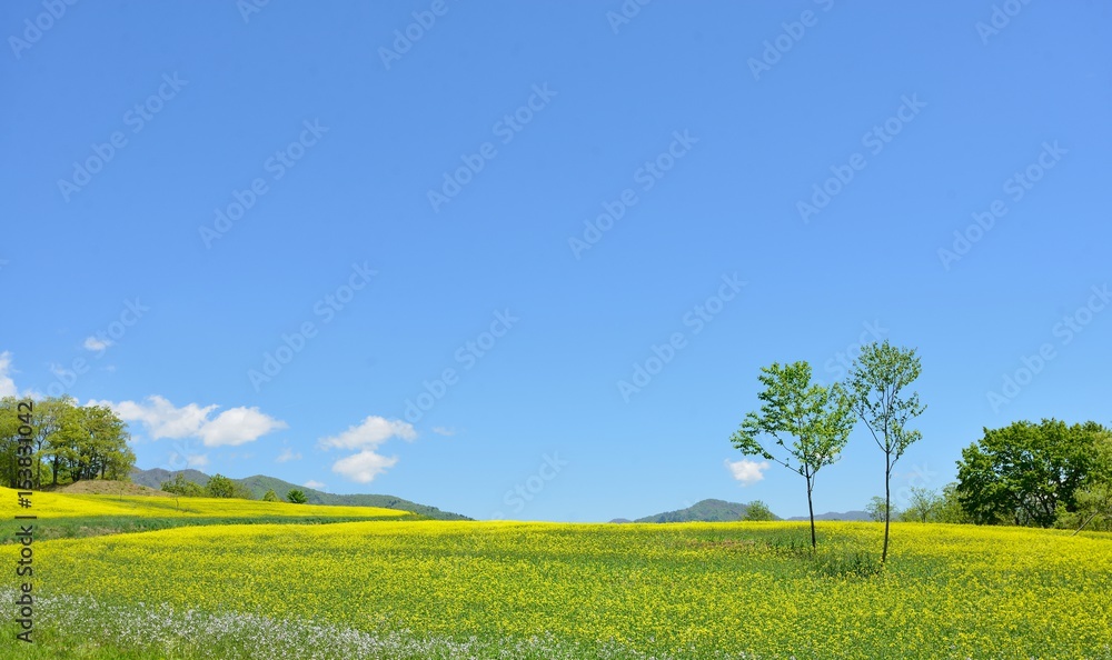 初夏の高原・青空と花の風景