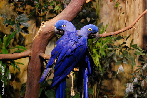 Blue parrots