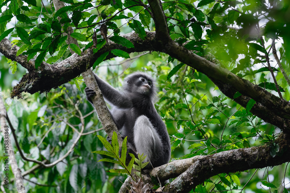 Obraz premium Dusky leaf monkey, Dusky langur, Spectacled langur.