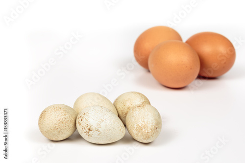 Group of partridge eggs in front of chicken eggs with brown shell  on white