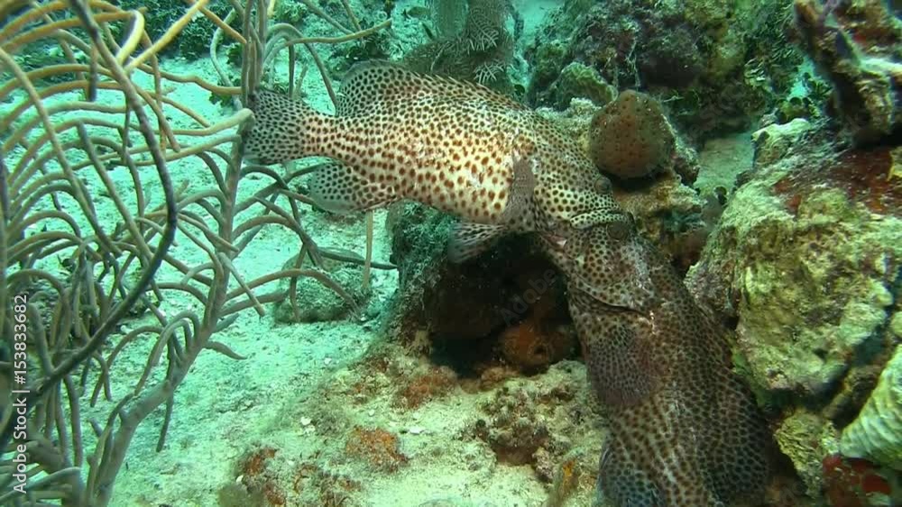 Fighting grouper in Caribbean sea Fighting grouper in Caribbean sea