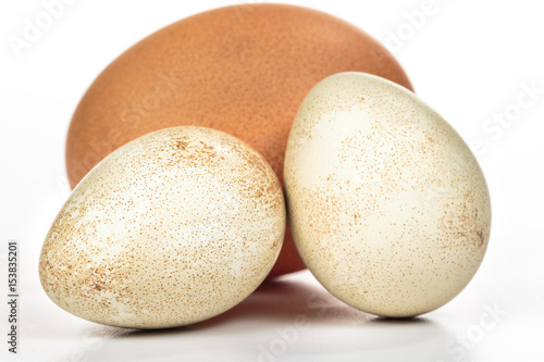 Spotted partridge eggs beside a bigger chicken egg with brown eggshell. Diversity.