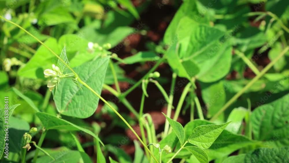Focus on kidney bean flower on bean farm - Brazil Focus on kidney bean flower on bean farm - Brazil