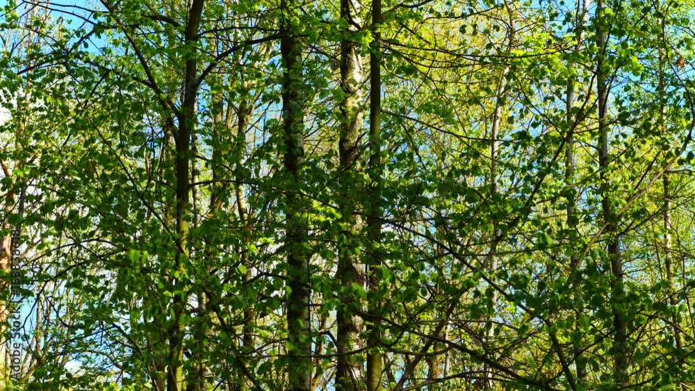 European mixed forest. Tops of the trees. Looking up to the canopy. UltraHD stock footage. European mixed forest. Tops of the trees. Looking up to the canopy. UltraHD stock footage.