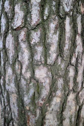 pine woods
