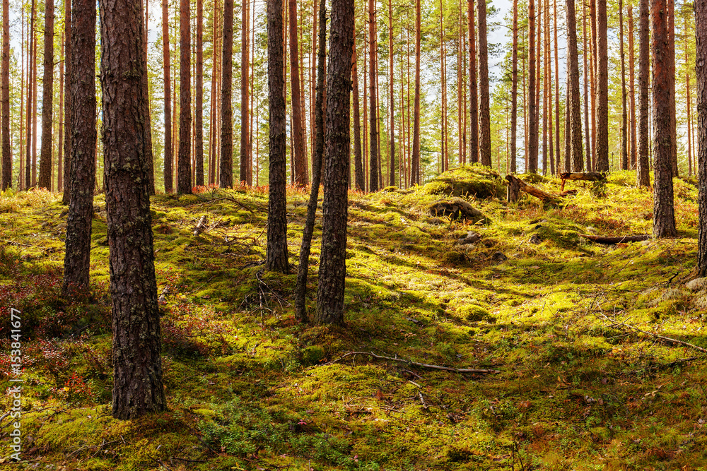 Fototapeta premium Green moss and berry bushes