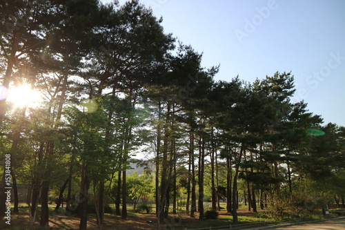 pine tree