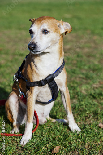 Pinscher Dog Lawn Portrait