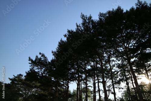 pine tree
