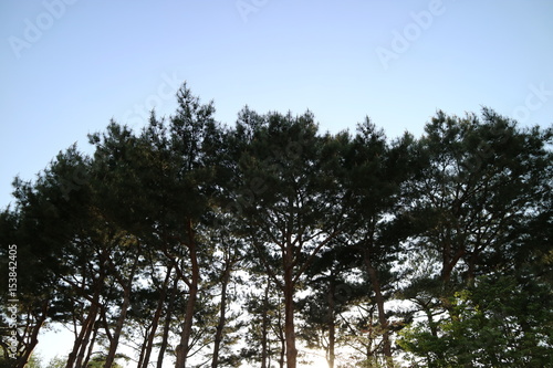 pine tree