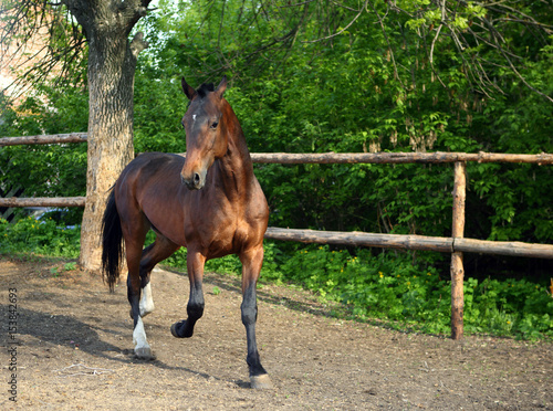 Bild auf Leinwand Horse playing in the paddock