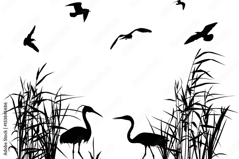 gulls above two herons between black reed - obrazy, fototapety, plakaty 