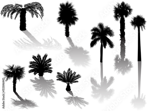 eight palm black silhouettes with shadows
