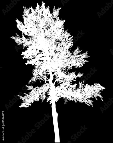 white pine single silhouette on black