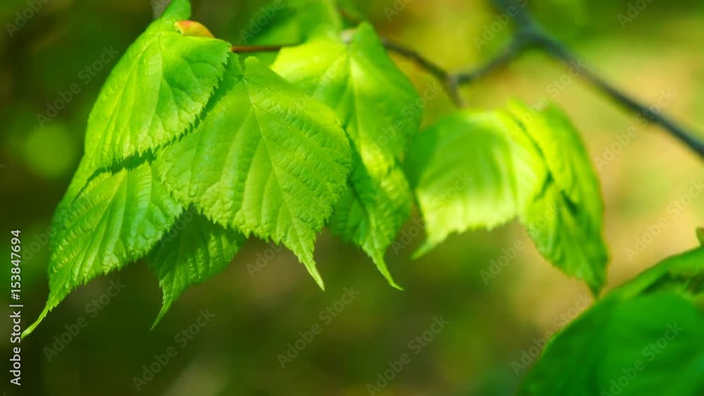 Nature background with birch branches and young bright leaves in front of day sun. UltraHD stock footage. Nature background with birch branches and young bright leaves in front of day sun. UltraHD stock footage.