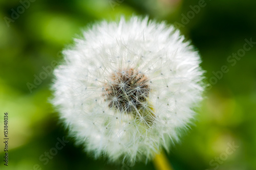 macro of a white dandelion
