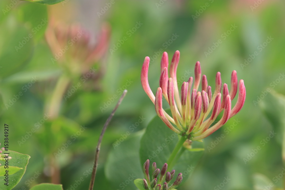 Chevrefeuille des jardins en fleurs, Lonicera caprifolium Chevrefeuille des jardins en fleurs, Lonicera caprifolium