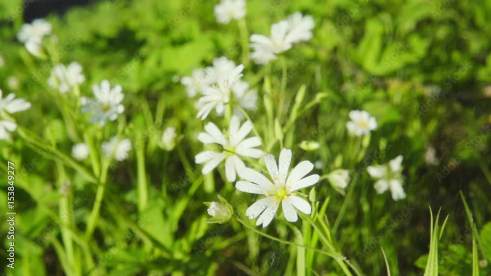 Rain and white flowers, slow motion 250 fps Rain and white flowers, slow motion 250 fps