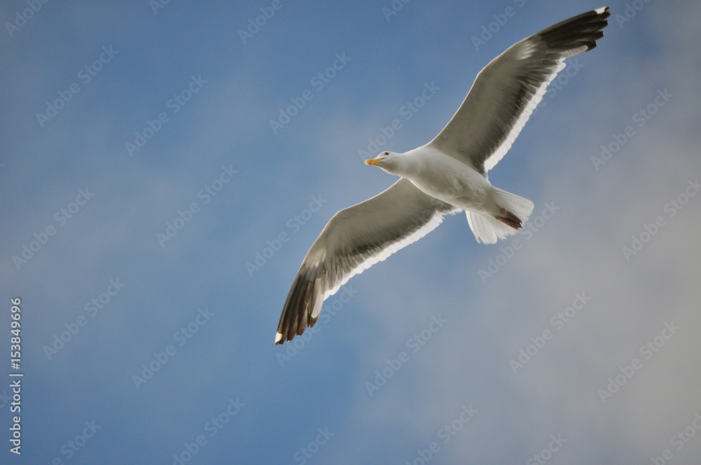 Möve im Flug Möve im Flug