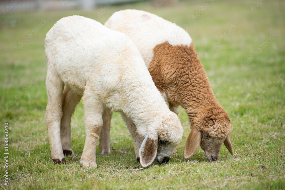 Sheep Grazing grass in a farm Sheep Grazing grass in a farm