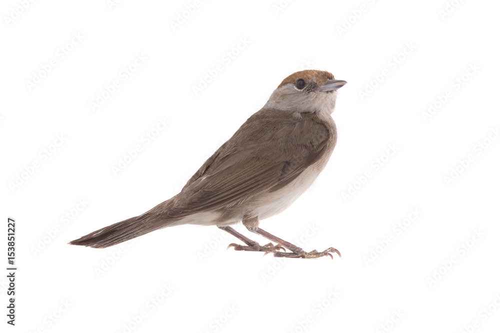 female Eurasian Blackcap (Sylvia atricapilla) female Eurasian Blackcap (Sylvia atricapilla)