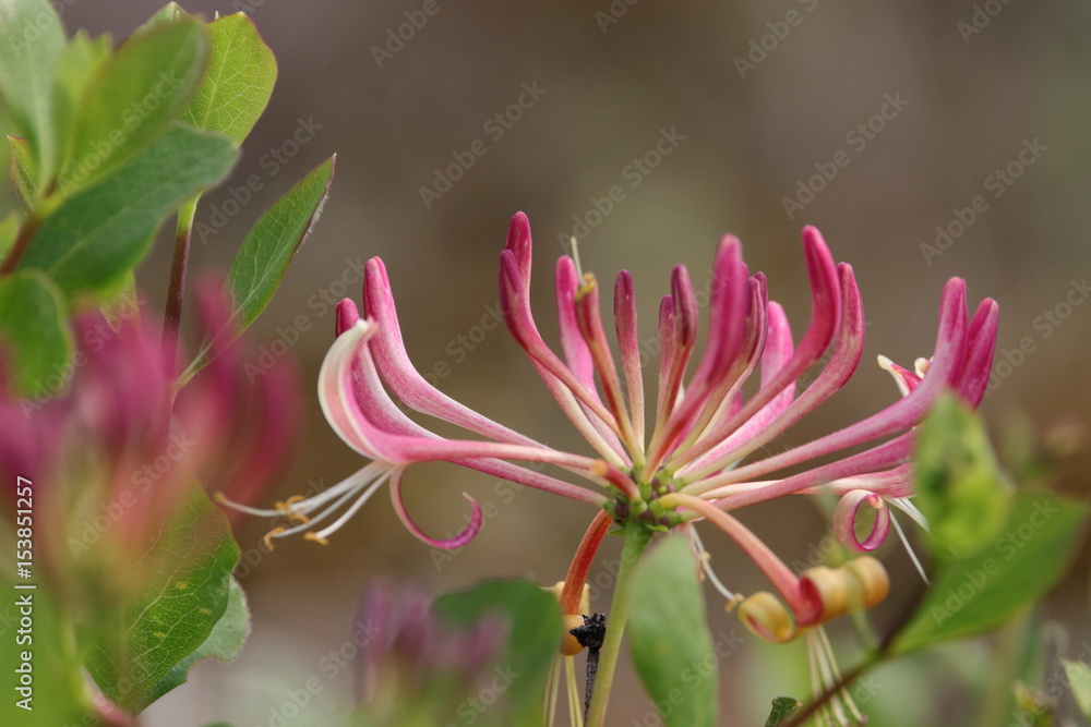 Chevrefeuille des jardins en fleurs, Lonicera caprifolium Chevrefeuille des jardins en fleurs, Lonicera caprifolium