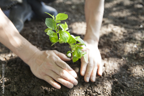 Schilderij op canvas man planting young tree
