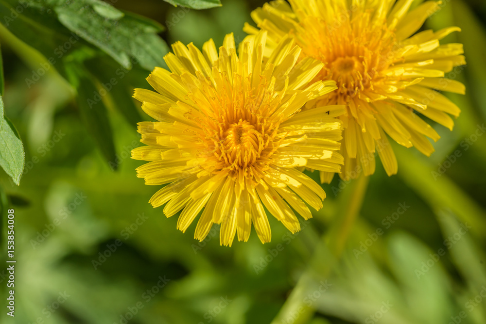macro of yellow dandelion weeds in lawn macro of yellow dandelion weeds in lawn