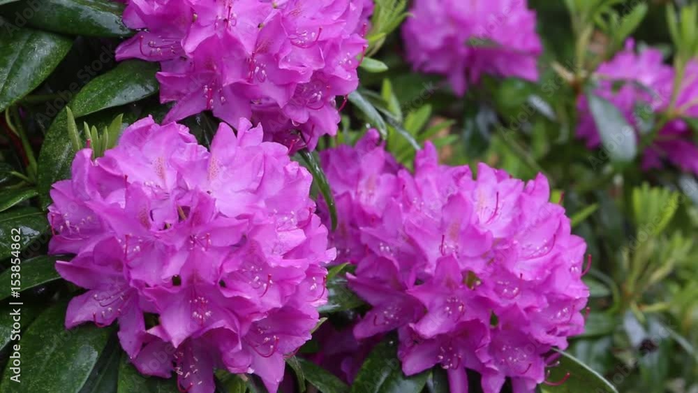 Rhododendron mit rosa Blüten Rhododendron mit rosa Blüten