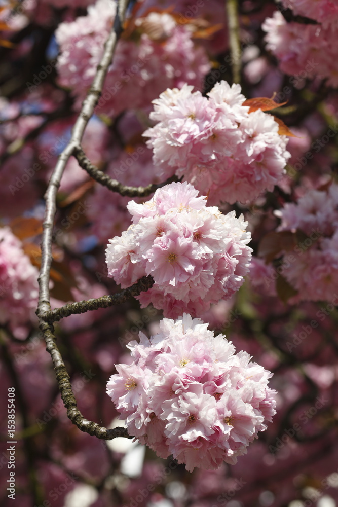 Kirschblüten auf  Baumzweigen